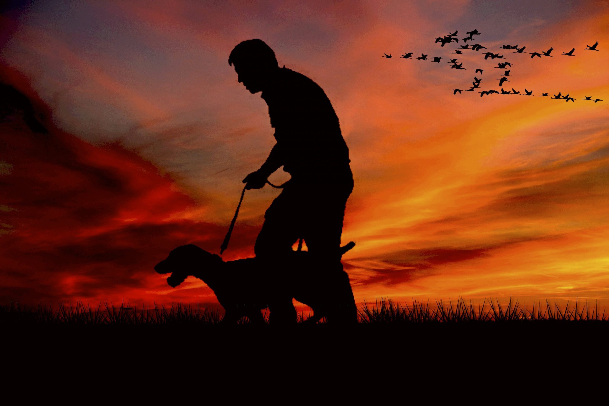 5 Tips for Walking your dog at night